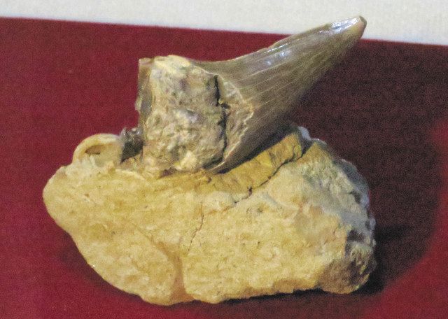 化石　B-19 化石B-19