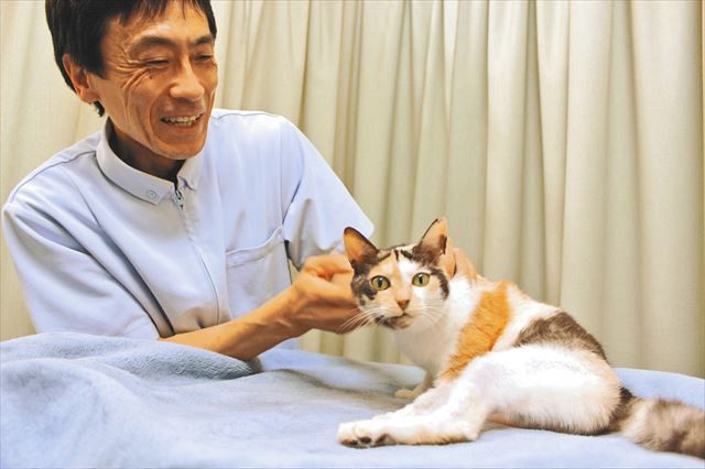 Twitterフォロワー3万5000人の ミケちゃん 生まれつき3本脚 持ち前の人なつっこさで鍼灸院の看板猫に 東京新聞 Tokyo Web