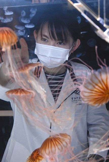 ゆらゆらと漂うクラゲをいとおしげに見つめる飼育スタッフの中井咲恵さん