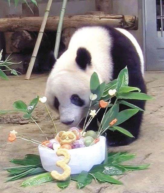シャンシャン３歳 ステイホームで祝って 上野動物園 特別動画を公開 東京新聞 Tokyo Web