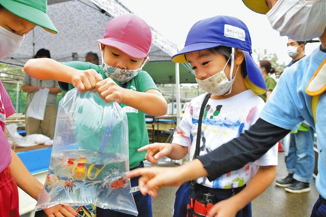 新型コロナ 好きな金魚もらって 葛飾の展示場で譲渡会 幼稚園などに２３０匹配布 東京新聞 tokyo web