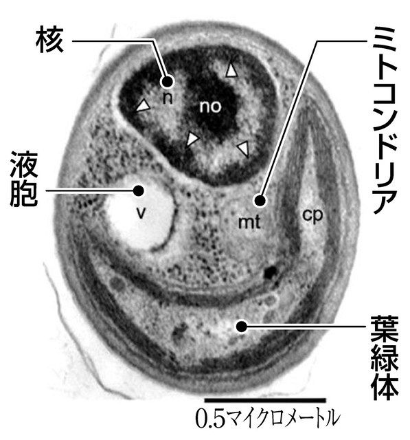 フロンティア発＞新種の藻 身近な水槽に：東京新聞 TOKYO Web