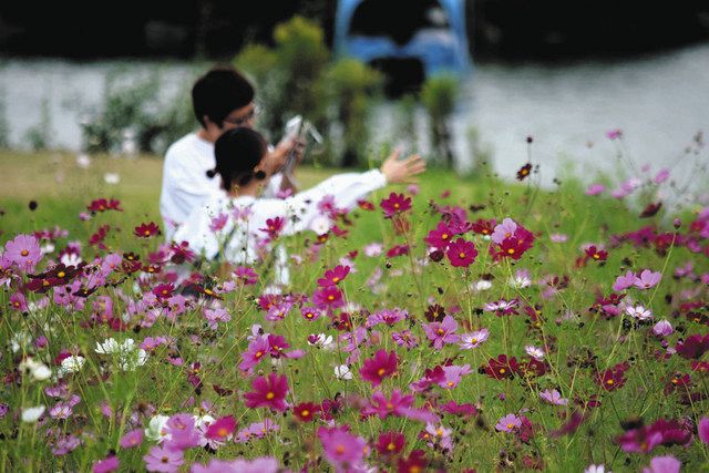 色とりどりの花びら風に揺れ コスモスまつり 23日まで 高根沢の鬼怒グリーンパーク 東京新聞 Tokyo Web