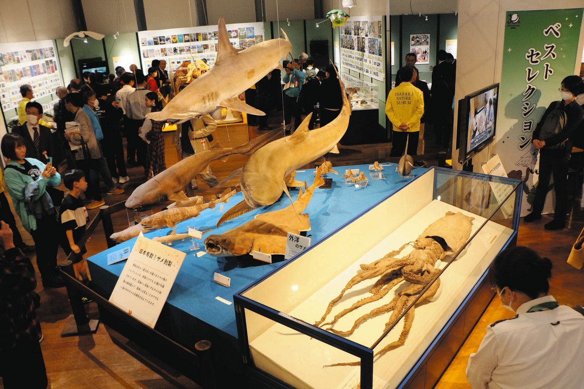 サメの標本が空中遊泳！ 「アクセスは悪い」けど、楽しさ伝えて30年 