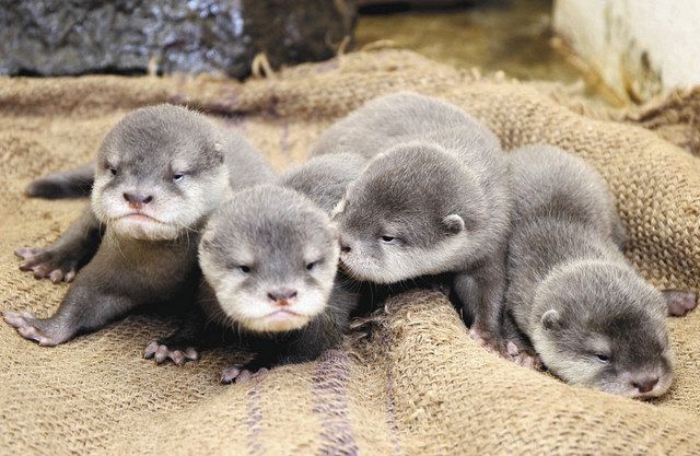 カワウソの赤ちゃん成長 那須どうぶつ王国 東京新聞 Tokyo Web