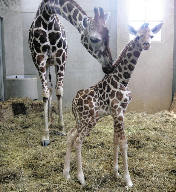 １日に生まれたキリンの赤ちゃん（右）＝日立市のかみね動物園で（同園提供）
