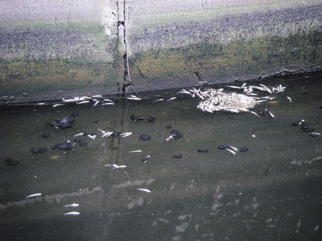 大田区の呑川で目撃された魚の大量死。ボラとみられる＝東京都提供