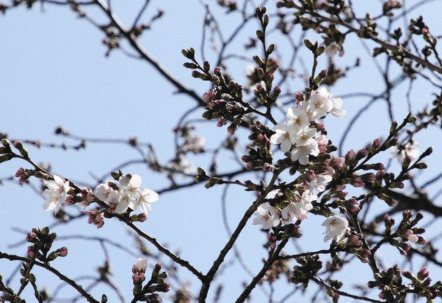 日立で桜開花 観測史上最も早く 東京新聞 Tokyo Web