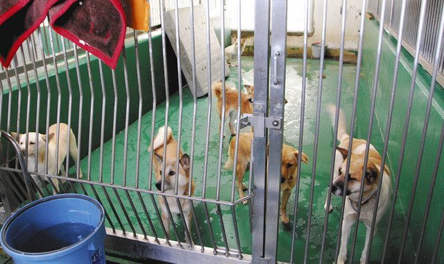 保護された犬などが収容されている笠間市の県動物指導センター（２０１８年１１月撮影）
