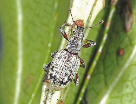 生きもの編＞屋久島に新種のゾウムシ：東京新聞デジタル