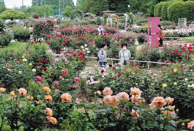 各種のバラが咲き乱れる町制施行記念公園＝伊奈町で
