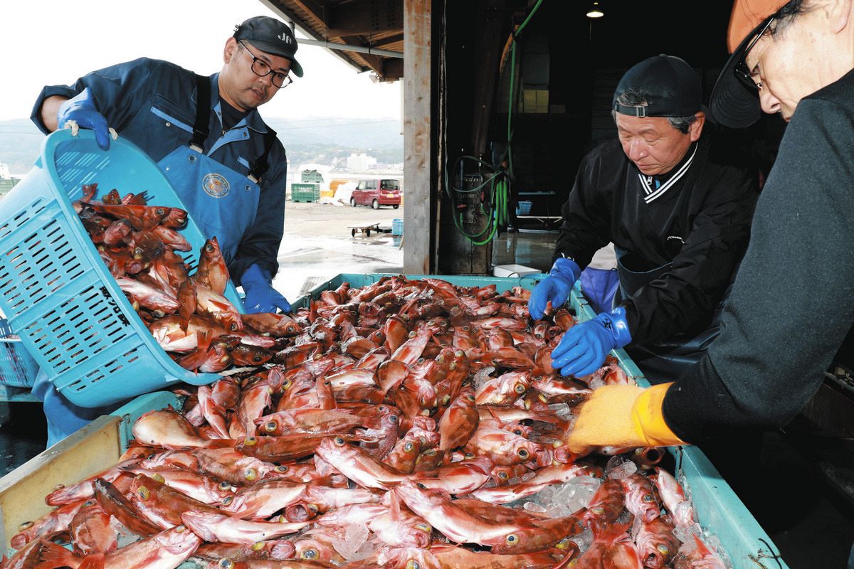 メバルにブリ、マダイ…輪島港の刺し網漁、1年ぶり再開 桟橋は