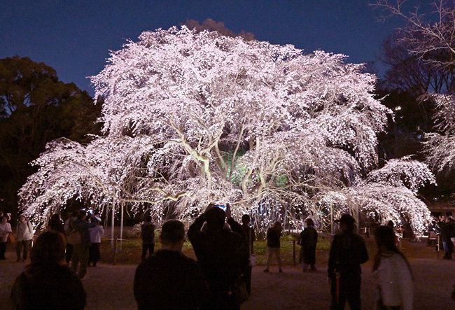 夜空に浮かぶしだれ桜見頃 六義園：東京新聞デジタル