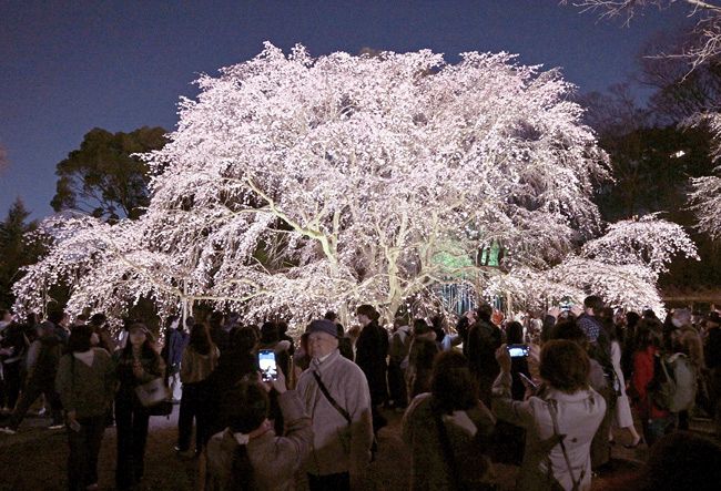 しだれ桜(六義園)水彩画 木製フレーム付き 夜空に浮かぶしだれ桜見頃 六義園：東京新聞デジタル