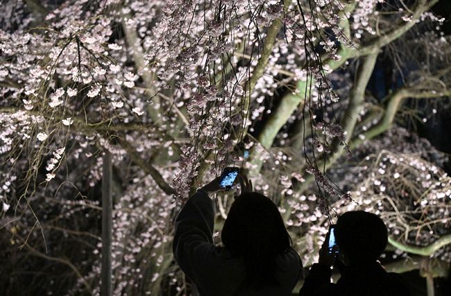 夜空に浮かぶしだれ桜見頃 六義園：東京新聞デジタル
