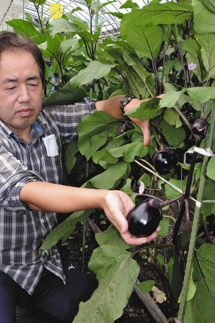 収穫前の折戸ナスを手にする遠藤重人さん＝静岡市清水区で 