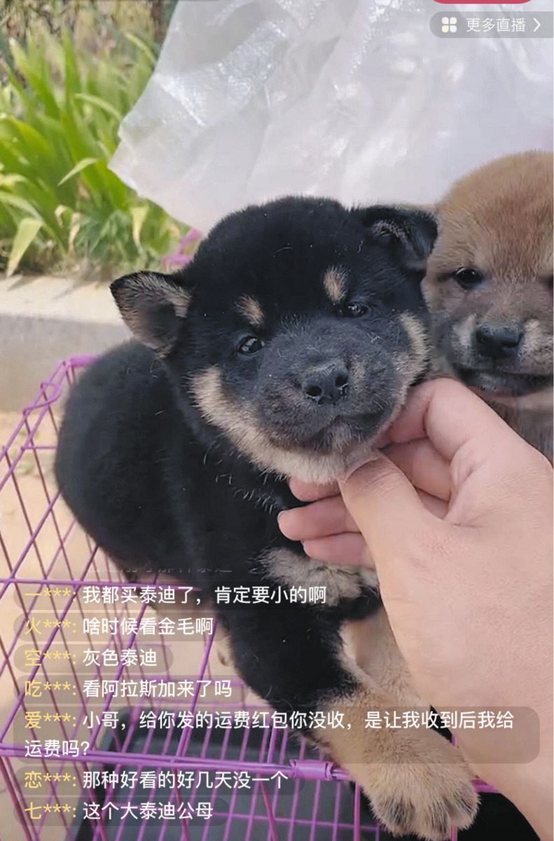 ショップ 中国 犬 ペット