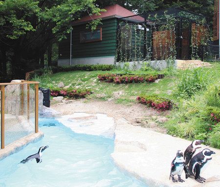 ケープペンギン新居を披露 智光山公園こども動物園 東京新聞 Tokyo Web
