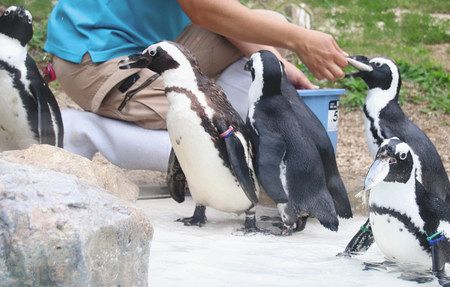 ケープペンギン新居を披露 智光山公園こども動物園 東京新聞 Tokyo Web
