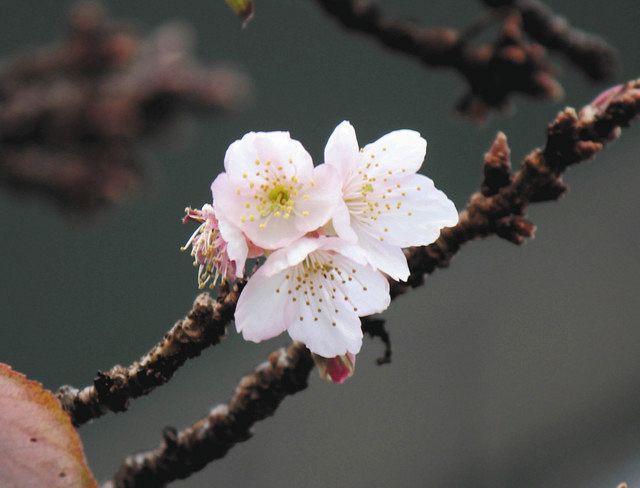 あたみ桜 もう咲いた 糸川沿い 来月から見頃 東京新聞 Tokyo Web