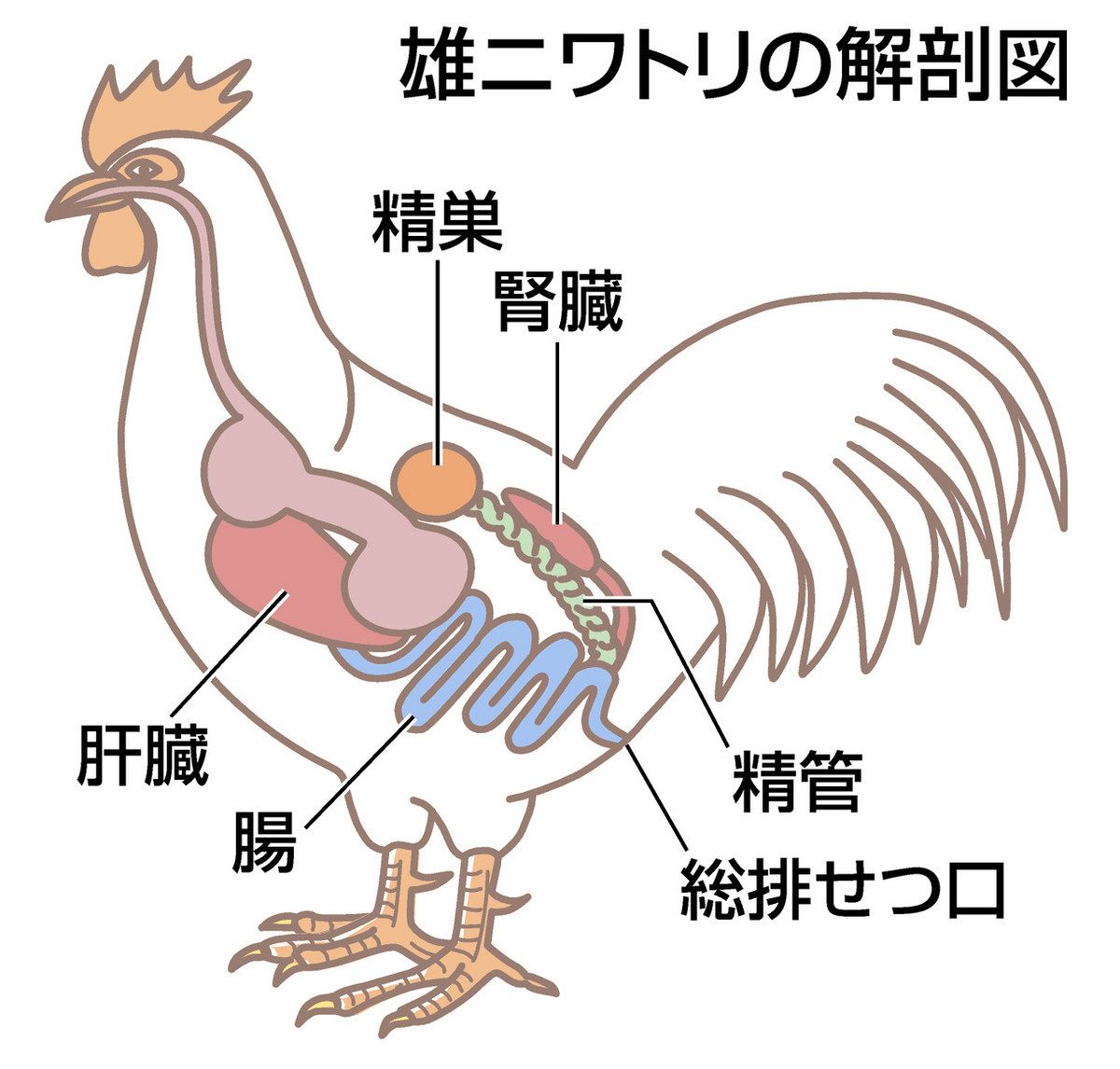 ドキ時（ドキ）！サイエンス＞（21）生殖から探る鳥の進化：東京新聞 TOKYO Web