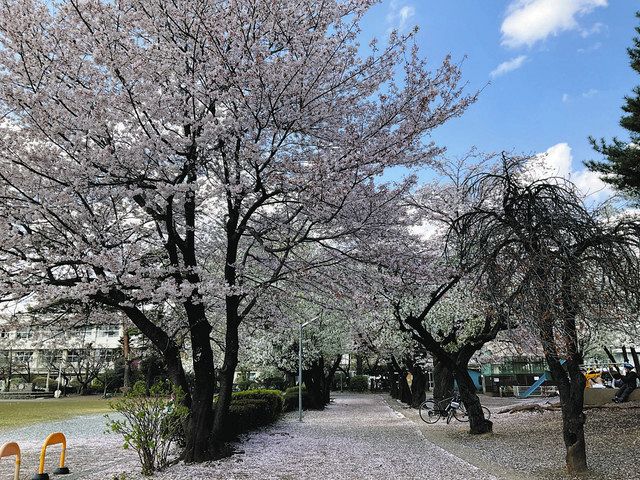 国立の学び舎、木々40本残った 桜並木やキンモクセイなど 伐採計画に有志ら動く：東京新聞 TOKYO Web