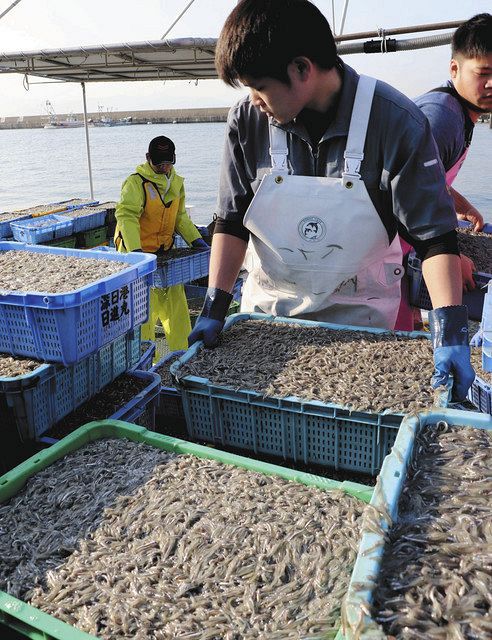 水揚げされるイカナゴの稚魚＝２０１９年３月、兵庫県明石市の林崎漁港で
