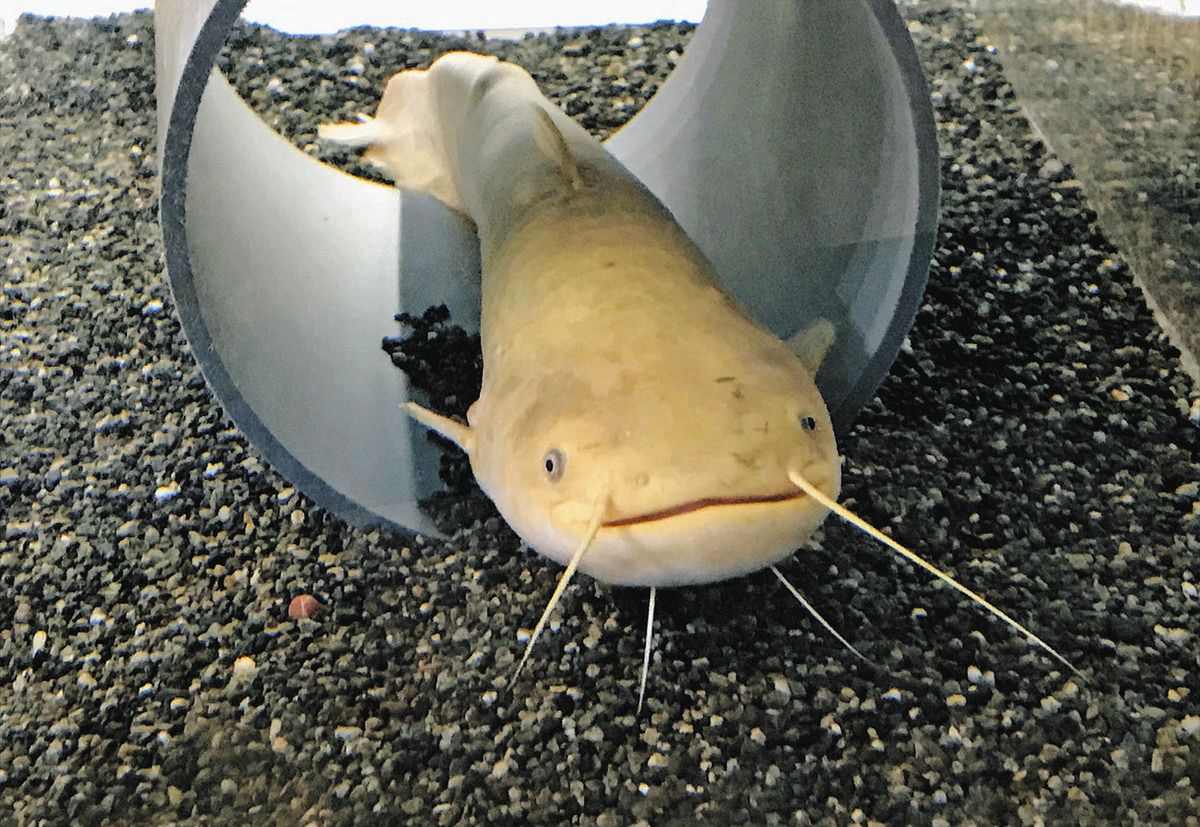 黄金色のナマズ「たまずん」死ぬ 多摩の二ケ領せせらぎ館 「縁起物」と