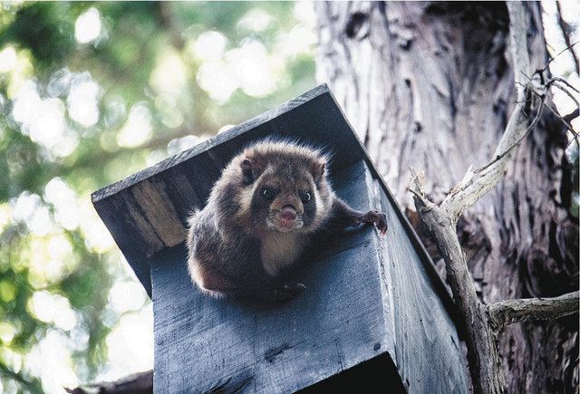 巣箱から身を乗り出すムササビ