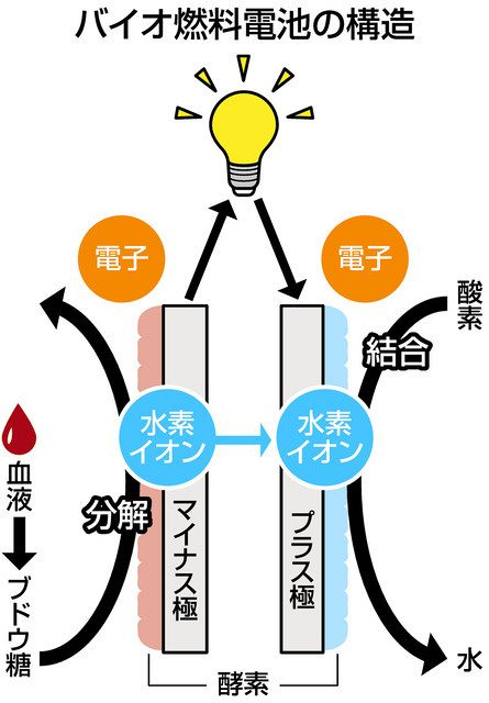 ドキ時（ドキ）！サイエンス＞（15）バイオの力で発電する：東京新聞