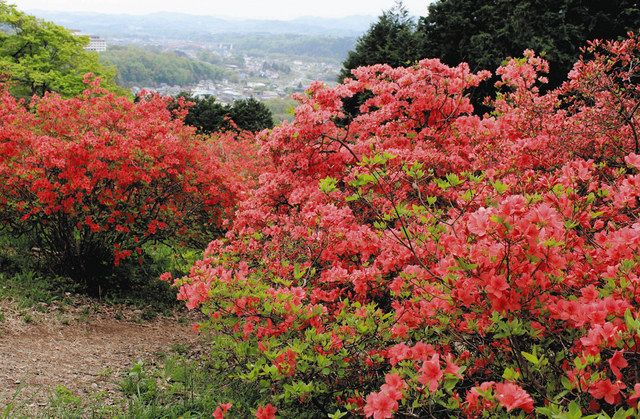 深紅に染まるヤマツツジ 寄居・金尾山に自生5000株：東京新聞デジタル