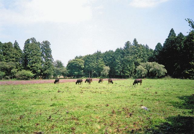 自然の草を食べて生き続けた牛たち。冬場はえさの確保に苦労した＝福島県富岡町で（坂本勝利さん提供）