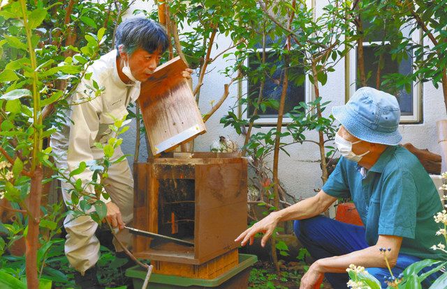 ニホンミツバチの巣箱を預かっている男性（右）と一緒に巣箱を確認する山口朝さん＝いずれも杉並区で
