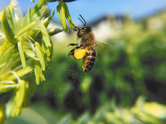 花の蜜を集めるニホンミツバチ（山口朝さん提供）