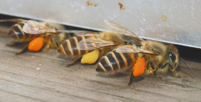 黄色やオレンジ色の花粉を脚に付けて巣箱に戻るニホンミツバチ