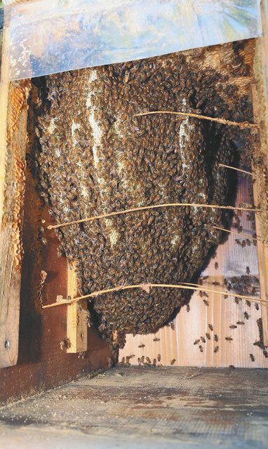 山口さんが設置した巣箱にニホンミツバチが作った巣
