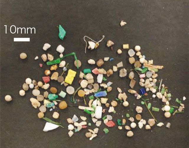 昨年１０月、三番瀬で見つかったマイクロプラスチックごみ（日大生産工学部提供）
