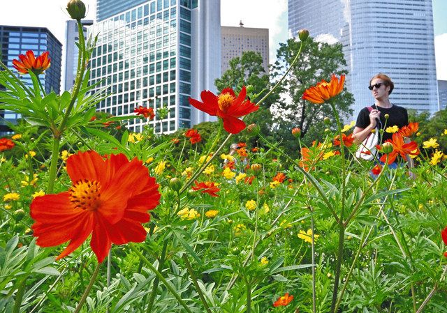 色鮮やかな花を咲かせるキバナコスモス＝東京都中央区の浜離宮恩賜庭園で（由木直子撮影）
