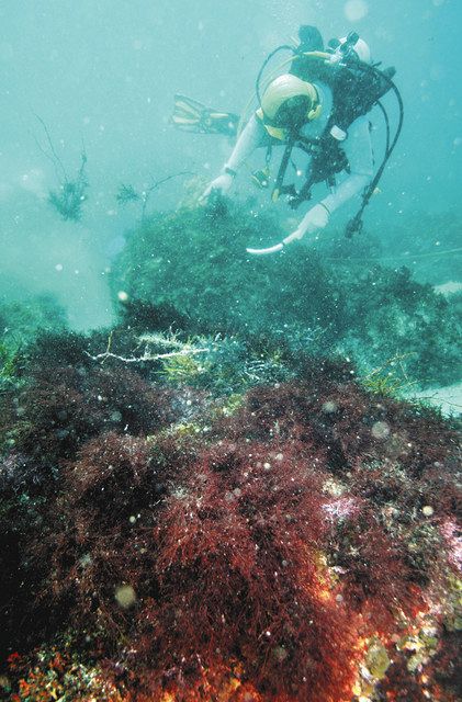 再発見 伊豆学講座 ところてん生産 大収入源だったテングサ 東京新聞 Tokyo Web