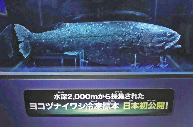 高層ビルに広がる深海 サンシャイン水族館冬の企画 スタッフ自ら生物 
