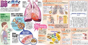 肺の働きと病気 No 8 東京新聞 Tokyo Web