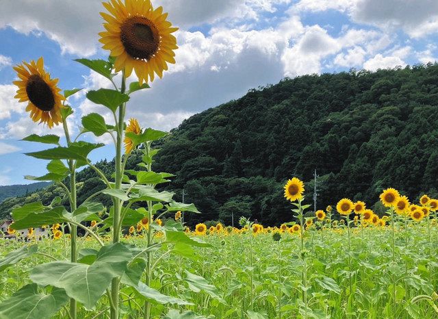 一面にヒマワリ…この場所、実は空いてます 神奈川・松田町の市民農園
