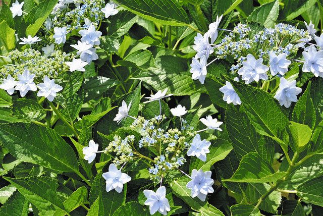 ガクアジサイの一種 隅田の花火 見ごろ 都立向島百花園 東京新聞 Tokyo Web