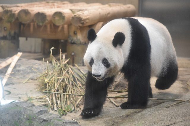 中国への返還が決まった上野動物園のジャイアントパンダ「シャンシャン」＝7日、東京動物園協会提供