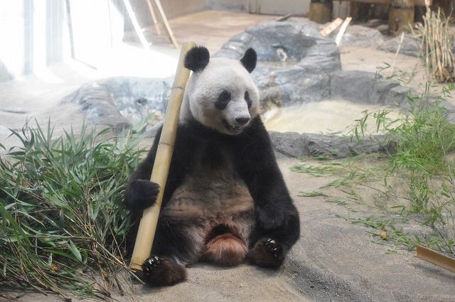 愛くるしい様子で多くの人たちに愛されてきたシャンシャン＝7日、東京動物園協会提供