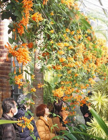 鮮やかなオレンジ色の花を咲かせたカエンカズラ＝東伊豆町の熱川バナナワニ園で