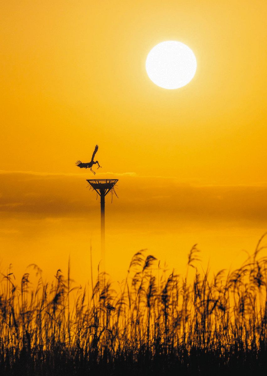 コウノトリ撮影、小山市の板垣さん最優秀賞 遊水地フォトコン：東京