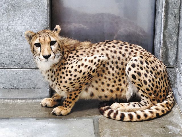 チーターやっと到着 千葉市動物公園 仏から姉妹２頭 東京新聞 Tokyo Web