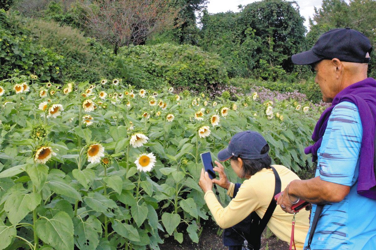 秋にヒマワリ見ごろ みどり市、有志が種まき20万本：東京新聞デジタル