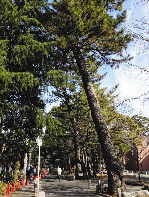 「市の木」で町並みを象徴するクロマツは、市内各所にある
